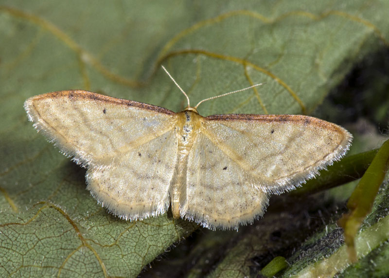 Idaea fuscovenosa? No Idaea humiliata -  Geometridae